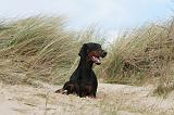 DOBERMANN 019